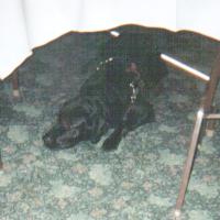 Working dog resting, 2001 tournament